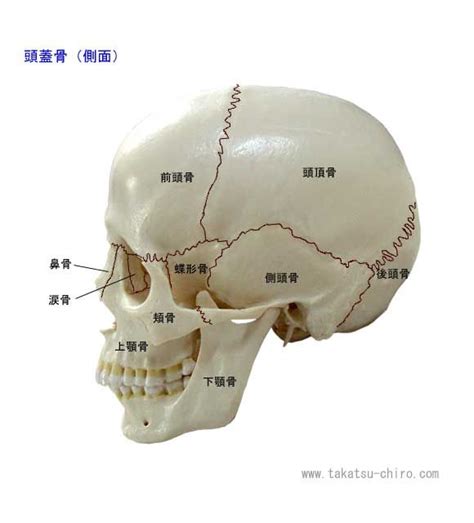 頭的骨頭|顱骨